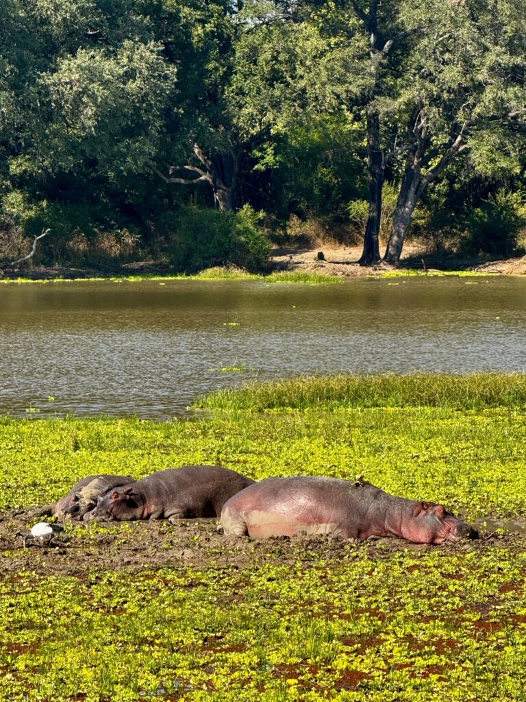 Hippos in river