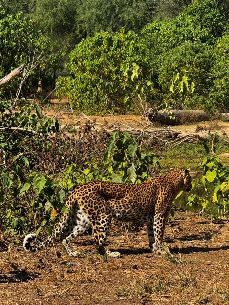 leopard in the wild