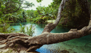 jamaica_0003_228_JTB_Narure_PortAntonio_FrenchmansCove_River
