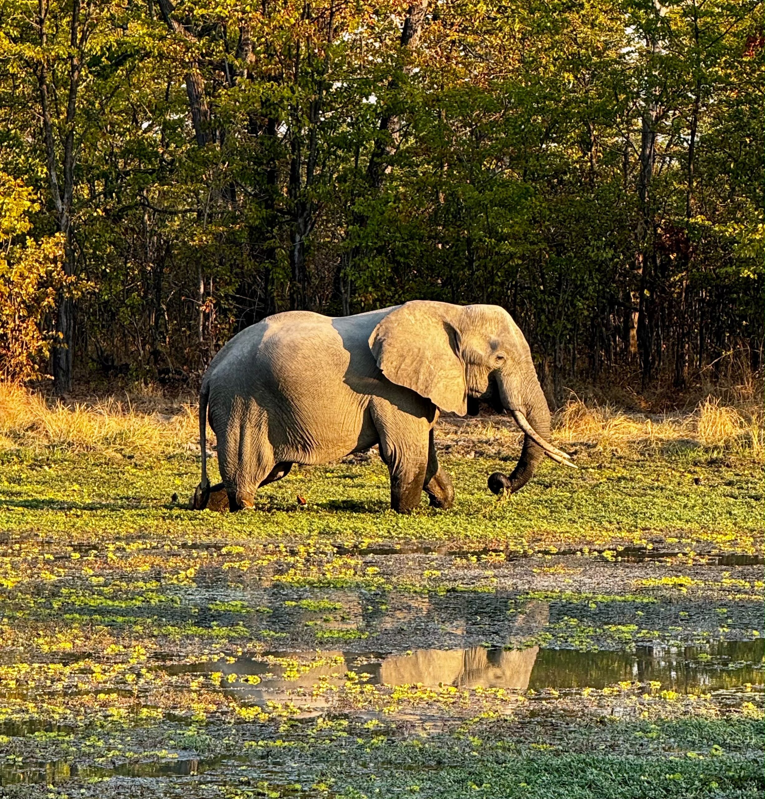 Elephant walking in water