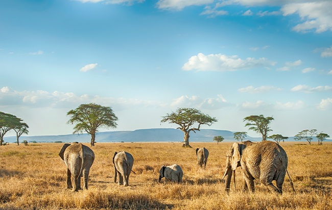 Safari Wildlife