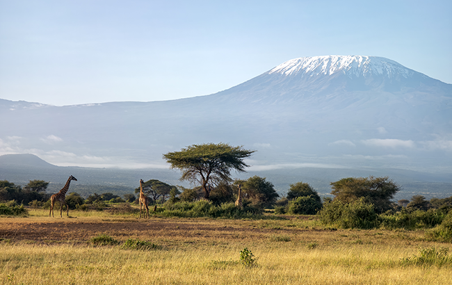 Safari Landscape